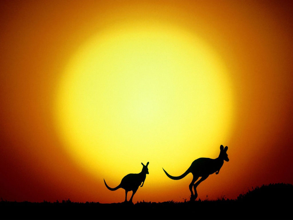 7 The Kangaroo Australia Australia   Modern Wonderland